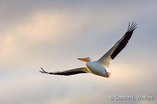 White Pelican In Flight_35579.jpg - American White Pelican (Pelecanus erythrorhynchos)Photographed along the Gulf coast near Port Lavaca, Texas, USA. 